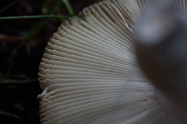 pleated construction